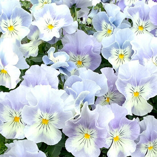 【当店農場生産】パンジー プティ・シャトン アクアリップル（花なし苗） 9センチポット苗 花壇や寄せ植えに♪のサムネイル