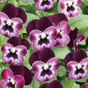 【当店農場生産】ビオラ ももか わいん(花なし苗) 9センチポット苗 花壇や寄せ植えに♪