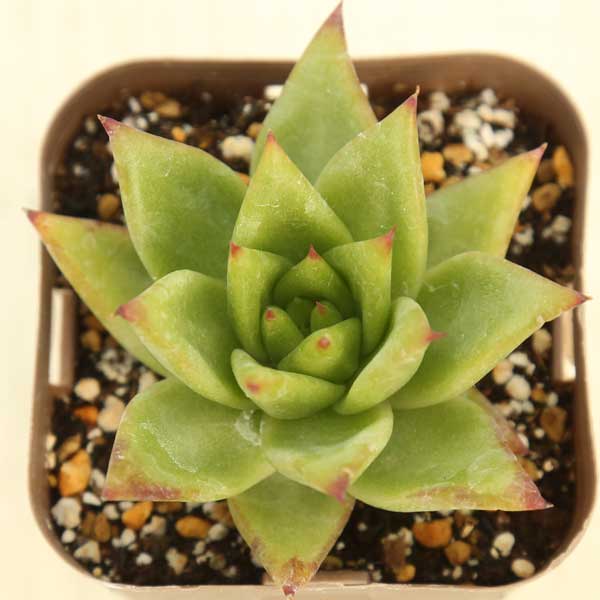 【当店農場生産】多肉植物 エケベリア 魅惑の宵（レッドエッジ） 7.5センチポット苗のサムネイル