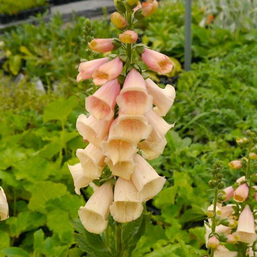 【当店農場生産】ジキタリス ダルメシアン ピーチ 9センチポット苗 鉢植えや花壇に最適！のサムネイル