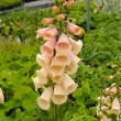 【当店農場生産】ジキタリスダルメシアンピーチ9センチポット苗鉢植えや花壇に最適！