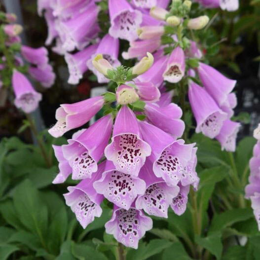 【当店農場生産】ジキタリス ダルメシアン ローズ 9センチポット苗 鉢植えや花壇に最適！のサムネイル