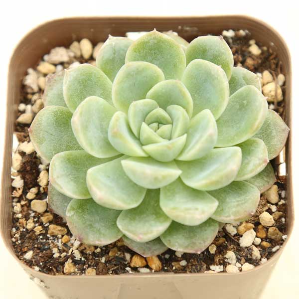 【当店農場生産】●多肉植物 エケベリア ホワイトドラゴン 7.5センチポット苗のサムネイル