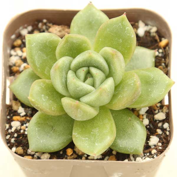 【当店農場生産】●多肉植物 エケベリア ホワイトローズ 7.5センチポット苗のサムネイル