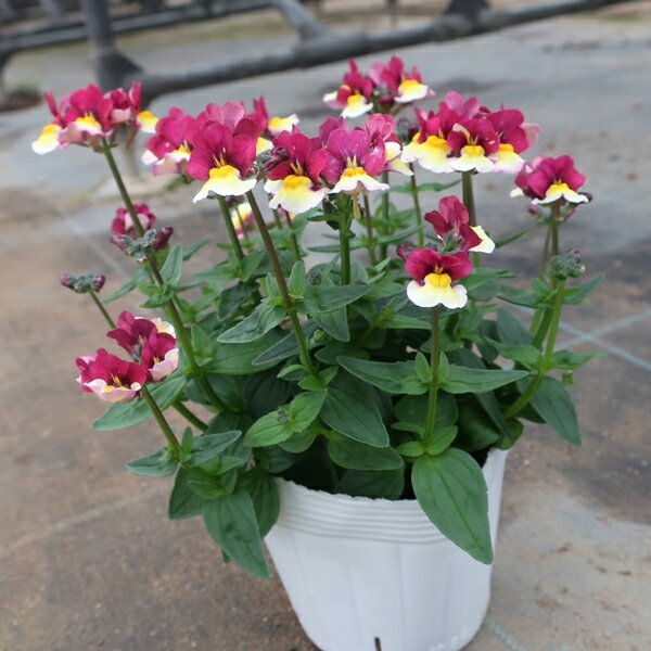 【当店農場生産】フレグランスネメシア アップルパイ 9センチポット苗 半耐寒 芳香