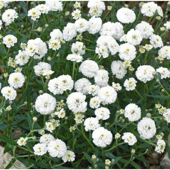 【当店農場生産】アキレア マシュマロ 9センチポット苗 耐寒性多年草