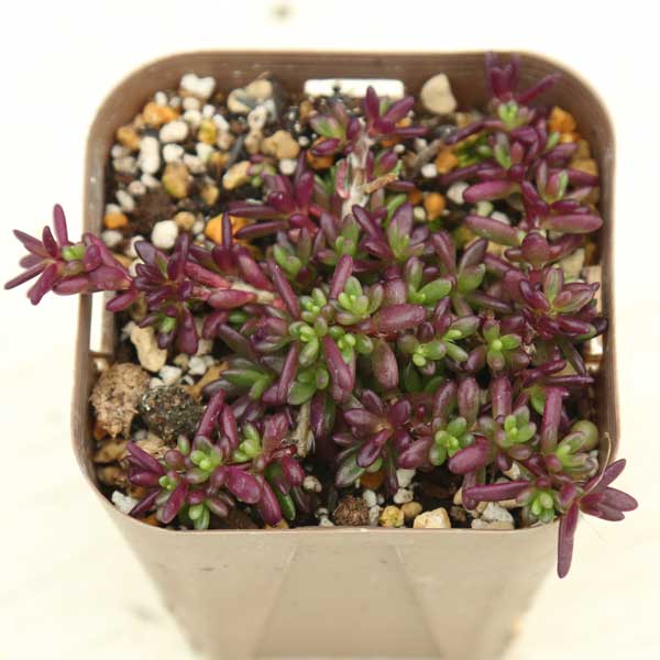 【当店農場生産】多肉植物 セダム ピンキー 7.5センチポット苗 ピンクの花が咲きます♪のサムネイル
