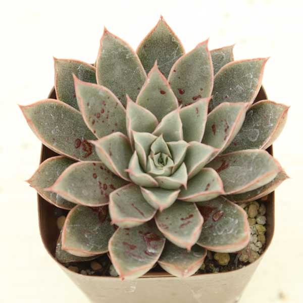 3商品購入P10倍◆多肉植物 エケベリア プニータ（キズあり） 7.5センチポット苗のサムネイル