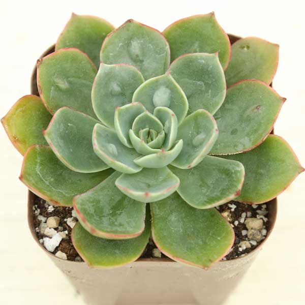 【当店農場生産】◆多肉植物 エケベリア レインドロップ 7.5センチポット苗のサムネイル