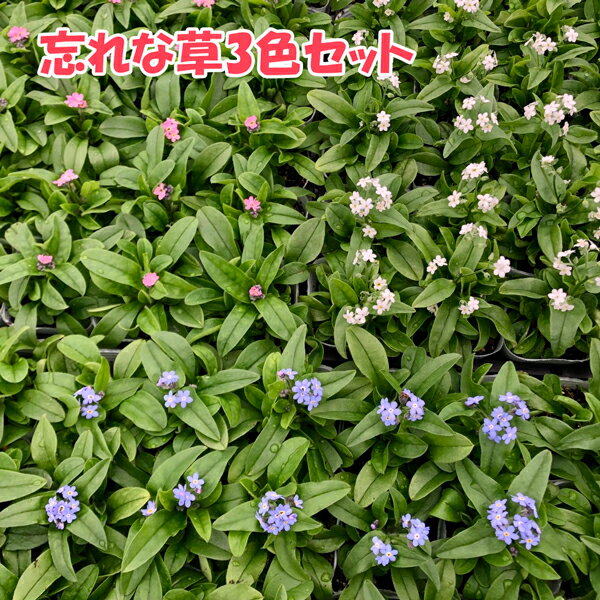 【提携農場生産】忘れな草 3色セット 7.5センチロングポット苗 可愛いお花が咲きます♪のサムネイル