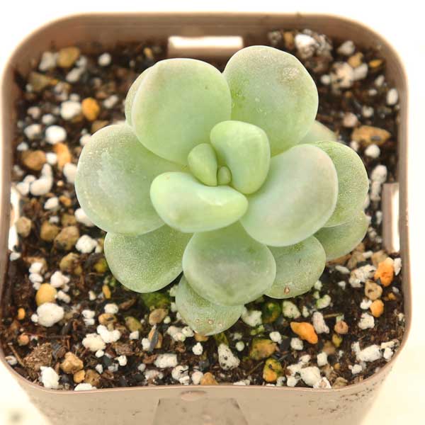 3商品購入P10倍●多肉植物 エケベリア キシリトール 7.5センチポット苗のサムネイル