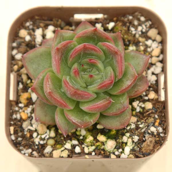3商品購入P10倍●多肉植物 エケベリア フロリディティ 7.5センチポット苗のサムネイル