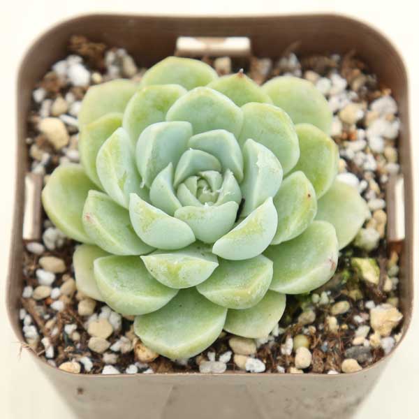 【当店農場生産】●多肉植物 エケベリア ホワイトエレガンス 7.5センチポット苗のサムネイル