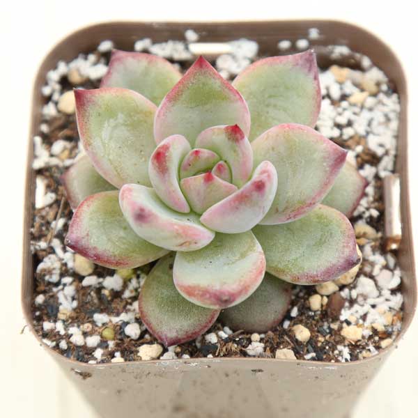 【当店農場生産】●多肉植物 エケベリア レッドシャンペーン 7.5センチポット苗のサムネイル