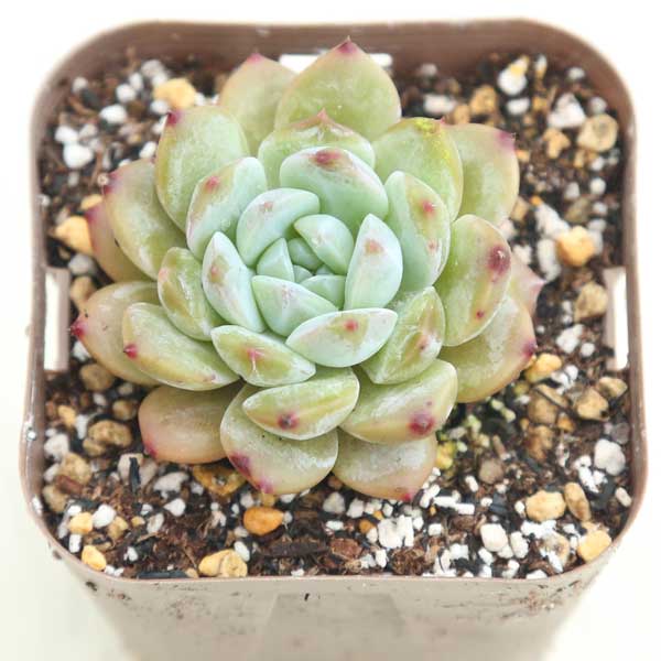 3商品購入P10倍●多肉植物 エケベリア アイスシュガー 7.5センチポット苗のサムネイル