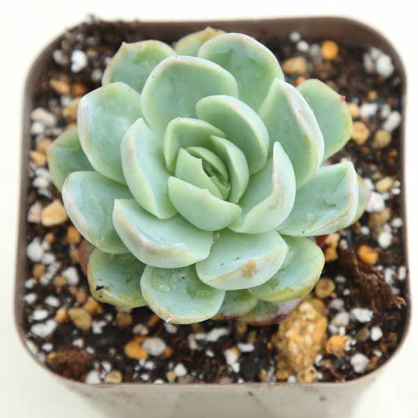 3商品購入P10倍●多肉植物 エケベリア エレガンスベリー 7.5センチポット苗のサムネイル
