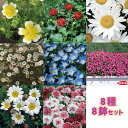 3商品購入P10倍!【数量限定】春を楽しむ花苗セット 8種類8鉢セット イングリッシュガーデン 耐寒性 宿根草 1年草　2/11更新