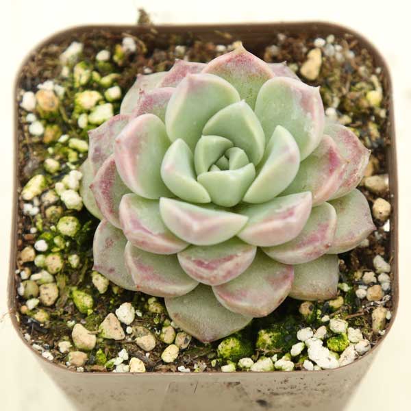 【当店農場生産】●多肉植物 エケベリア ピンクスポット 7.5センチポット苗のサムネイル