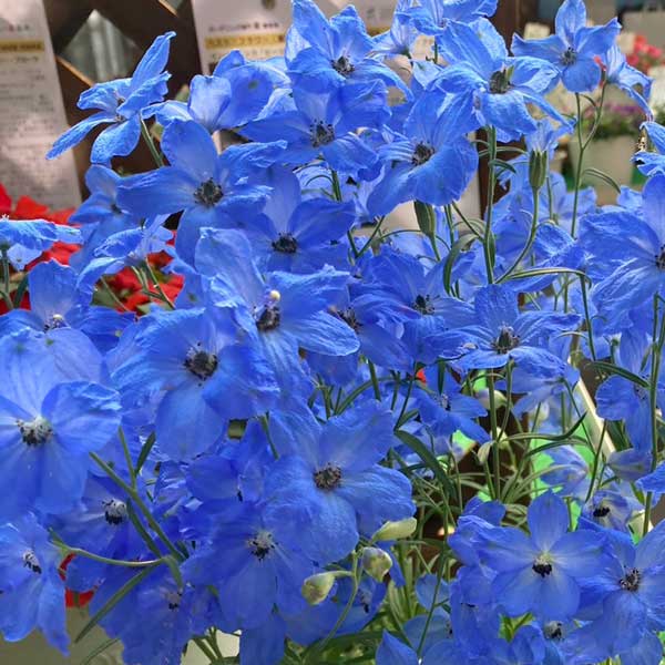 【提携農場生産】デルフィニウム チアブルー 9センチロングポット苗 半耐寒性多年草のサムネイル
