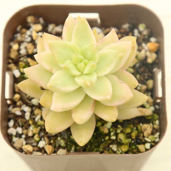 楽天市場】多肉植物 黄(花・観葉植物|花・ガーデン・DIY)の通販 楽天市場】多肉植物 黄(花・観葉植物|花・ガーデン・DIY)の通販