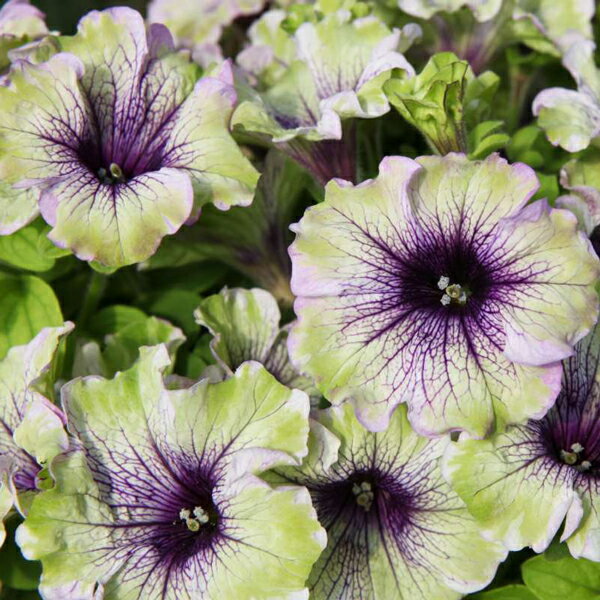 【当店農場生産】ペチュニア アマゾナス プラムコカトゥー（花なし苗） 9センチポット苗のサムネイル