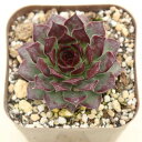 【当店農場生産】多肉植物 センペルビウム テクトラム ロイアナム 7.5センチポット苗
