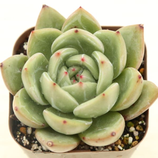 【当店農場生産】●多肉植物 エケベリア レッドワインシャンペーン 7.5センチポット苗のサムネイル