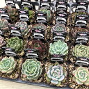 多肉植物 エケベリア 20種類セット 超お買い得！1鉢298円！4/21更新