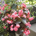 【当店農場生産】PW ベコニア タブレット ピンク ☆花がハートの形に咲く☆9センチポット苗