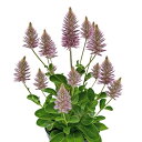 【当店農場生産】プティロータスジョーイ 9センチポット苗 半耐寒性多年草 羽毛のよう