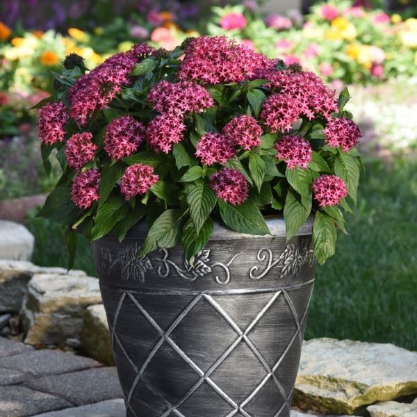 【当店農場生産】ペンタス ギャラクシー レッドスター 9センチポット苗 つぼみ付き苗のサムネイル