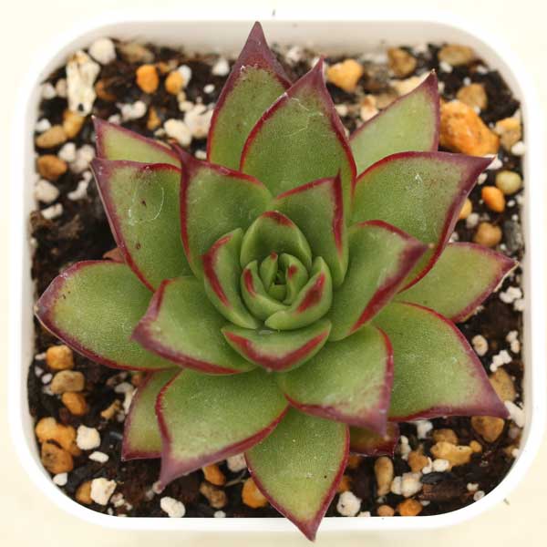 【当店農場生産】●多肉植物 エケベリア アガボイデス ジゼル 7.5センチポット苗のサムネイル
