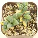 【当店農場生産】多肉植物 コルプスキュラリア レーマニー錦 7.5センチポット苗