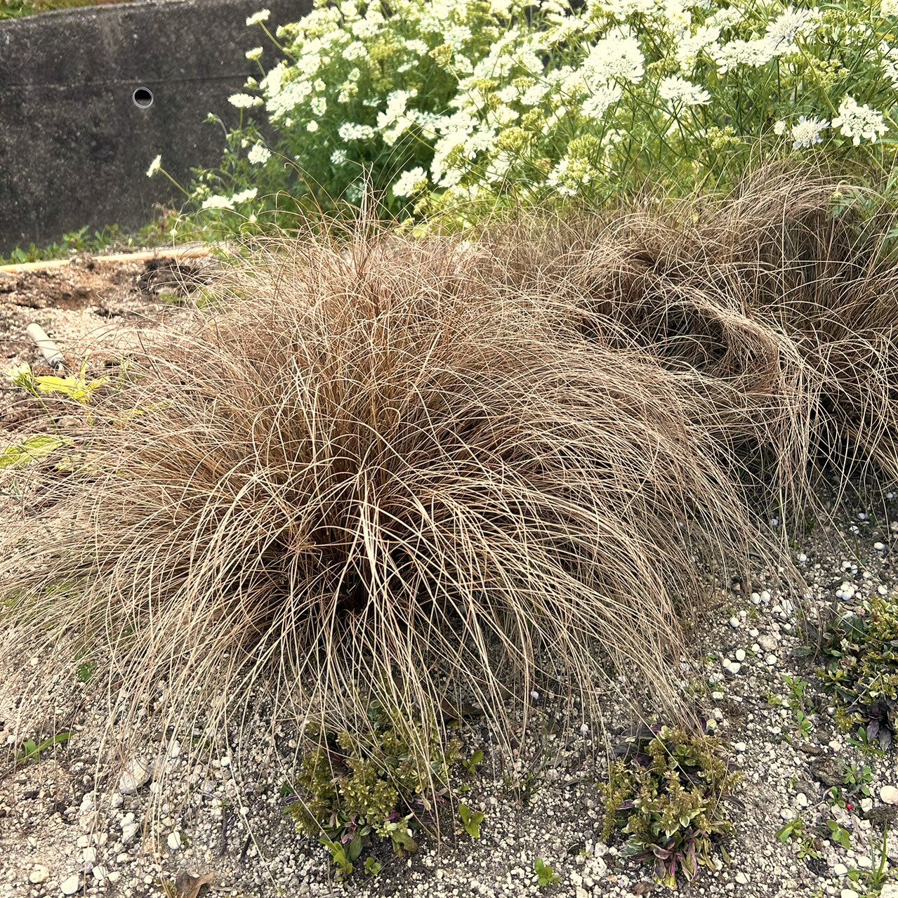 【当店農場生産】カレックス ブロンズカール 9センチポット苗 耐寒性多年草