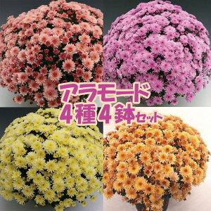 【当店農場生産】クリサンセマム(ポットマム) アラモード 4種類4鉢セット 9cmポット苗 耐寒性宿根多年草