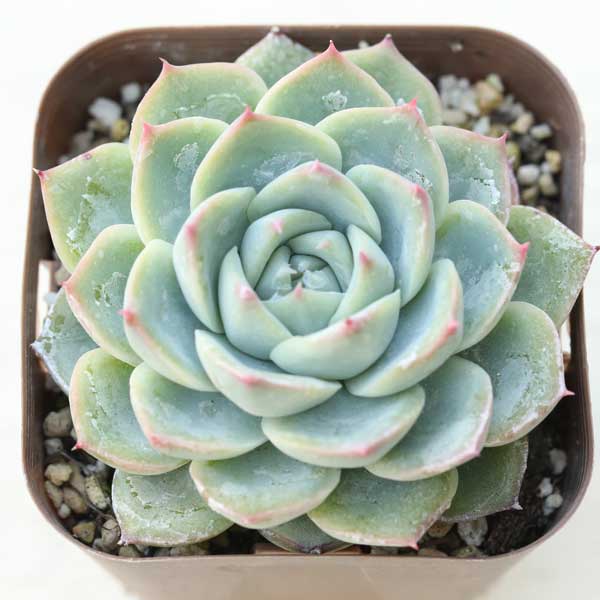 【当店農場生産】●多肉植物 エケベリア クリスタルローズ 7.5センチポット苗のサムネイル