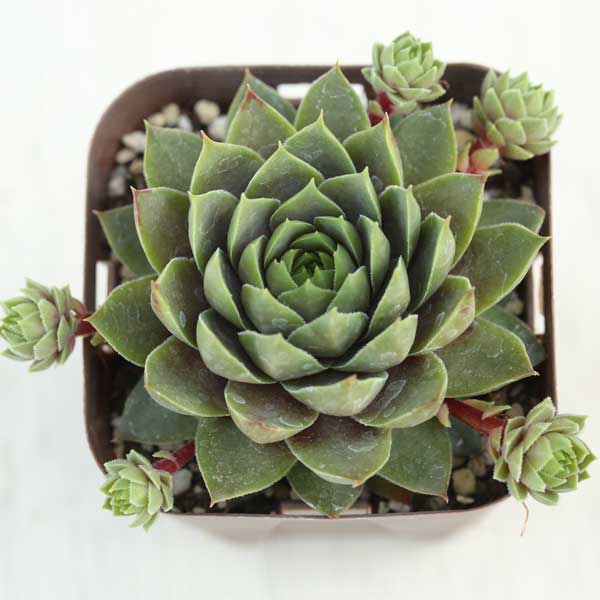 楽天市場】多肉 植物 ピンク ルビー(花・ガーデン・DIY)の通販 楽天市場】多肉 植物 ピンク ルビー(花・ガーデン・DIY)の通販