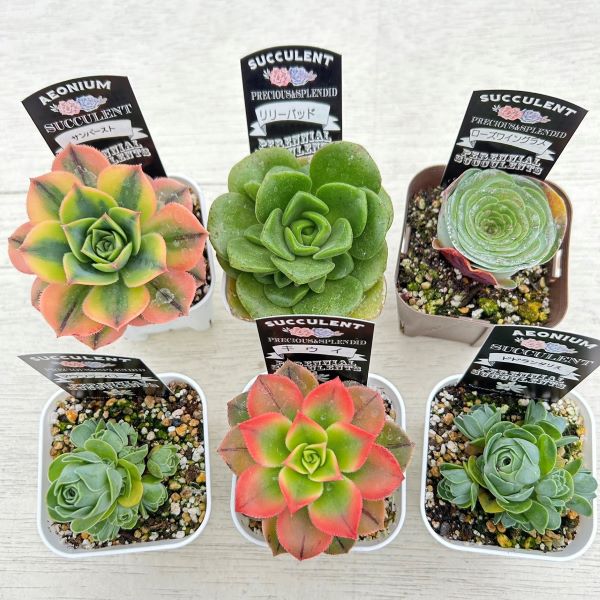 【当店農場生産】多肉植物 アエオニウム 6種類セット お買い得！1鉢330円！5/12更新のサムネイル