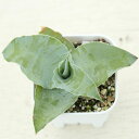 【当店農場生産】多肉植物 アガベ ビルモリニアナ 7.5センチポット苗