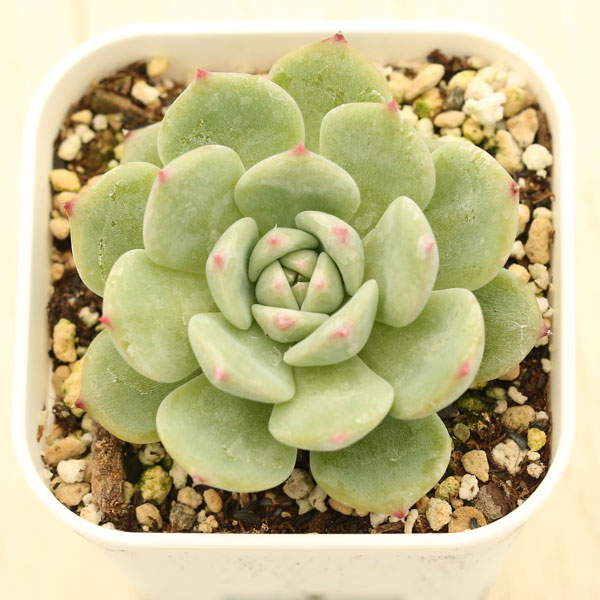 【当店農場生産】●多肉植物 エケベリア AKマリア 7.5センチポット苗 C4187のサムネイル