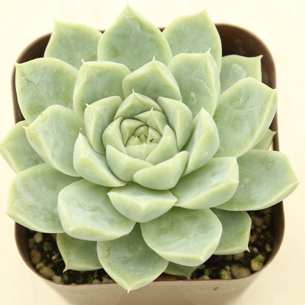 【当店農場生産】●多肉植物 エケベリア クイーンローズ 7.5センチポット苗のサムネイル