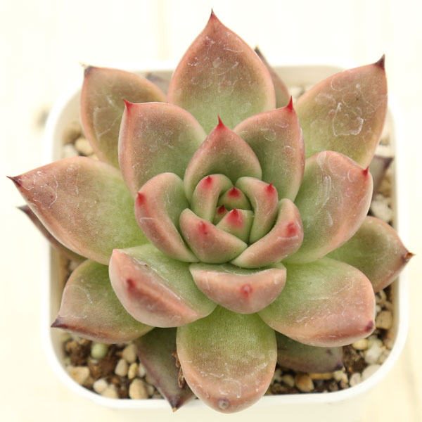 【当店農場生産】多肉植物 エケベリア ハニーピンク 7.5センチポット苗のサムネイル