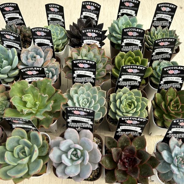 楽天市場】【当店農場生産】多肉植物 エケベリア 20種類セット 楽天市場】【当店農場生産】多肉植物 エケベリア 20種類セット