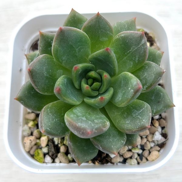 【当店農場生産】●多肉植物 エケベリア レッドワイン 7.5センチポット苗のサムネイル