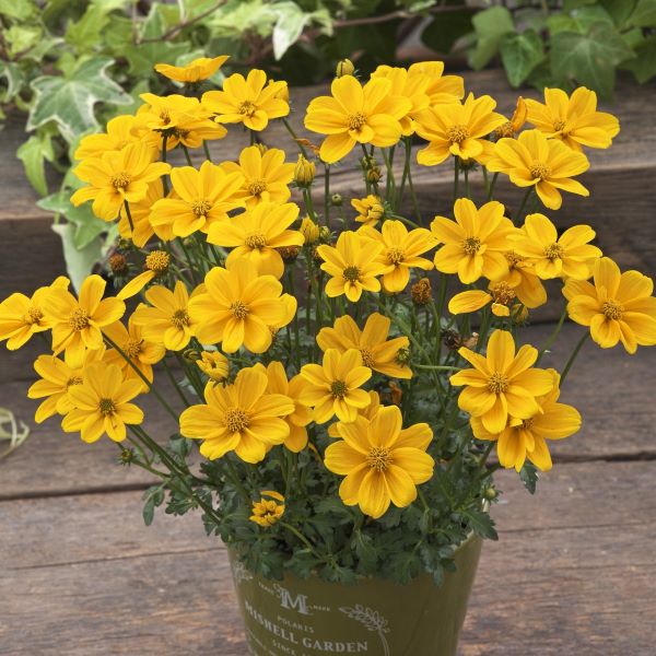 【当店農場生産】ビデンス ジュジュ ゴールド 9センチポット苗 半耐寒性多年草のサムネイル