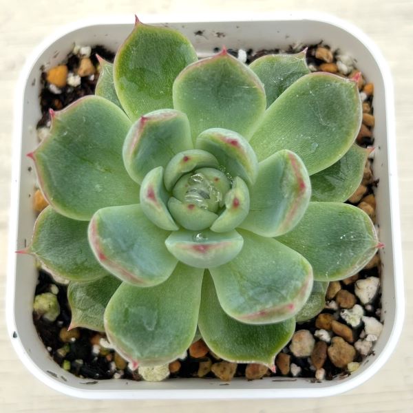 楽天市場】多肉植物 エケベリア サブセシリスの通販 楽天市場】多肉植物 エケベリア サブセシリスの通販