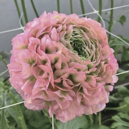 【当店農場生産】ラナンキュラス ポンポン アリス 9センチポット苗のサムネイル