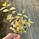 【当店農場生産】斑入りヒペリカム 9センチポット苗