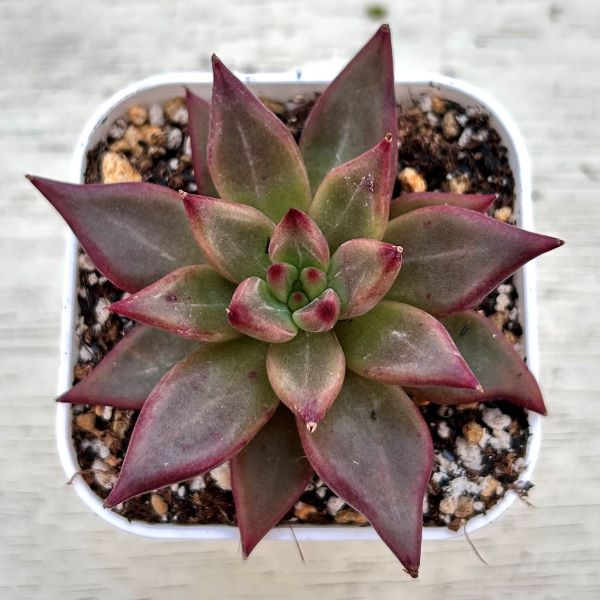 楽天市場】多肉植物 エケベリア(観葉植物|花・観葉植物):花 楽天市場】多肉植物 エケベリア(観葉植物|花・観葉植物):花