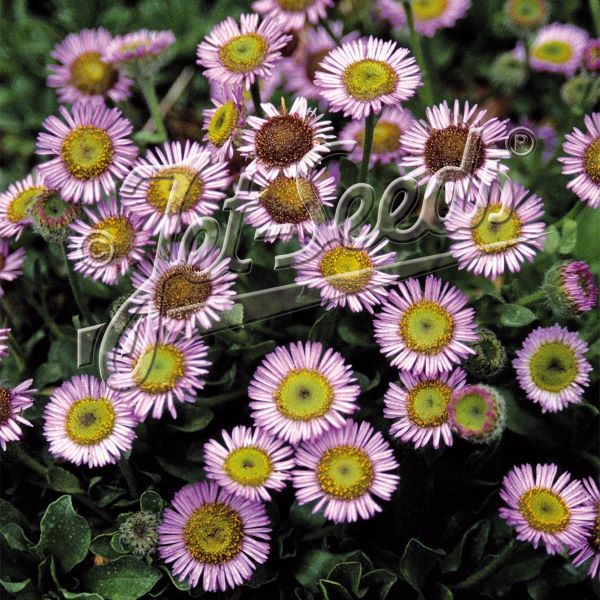 【当店農場生産】エリゲロン グラウカス（ピンク咲き） 9センチポット苗のサムネイル